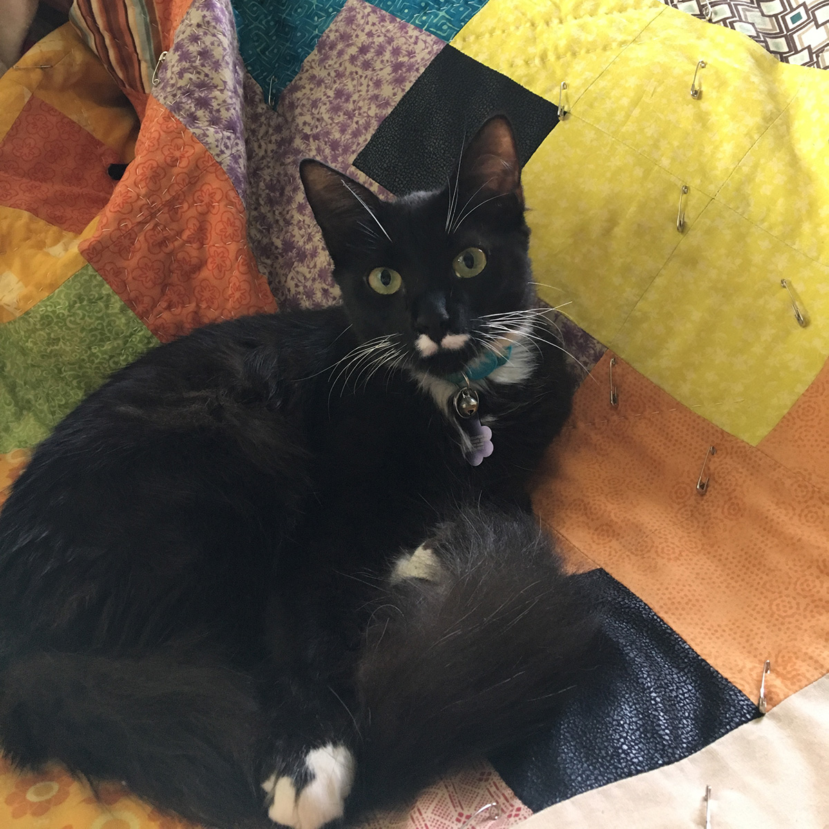 Cat sitting on quilt, not really helping at all