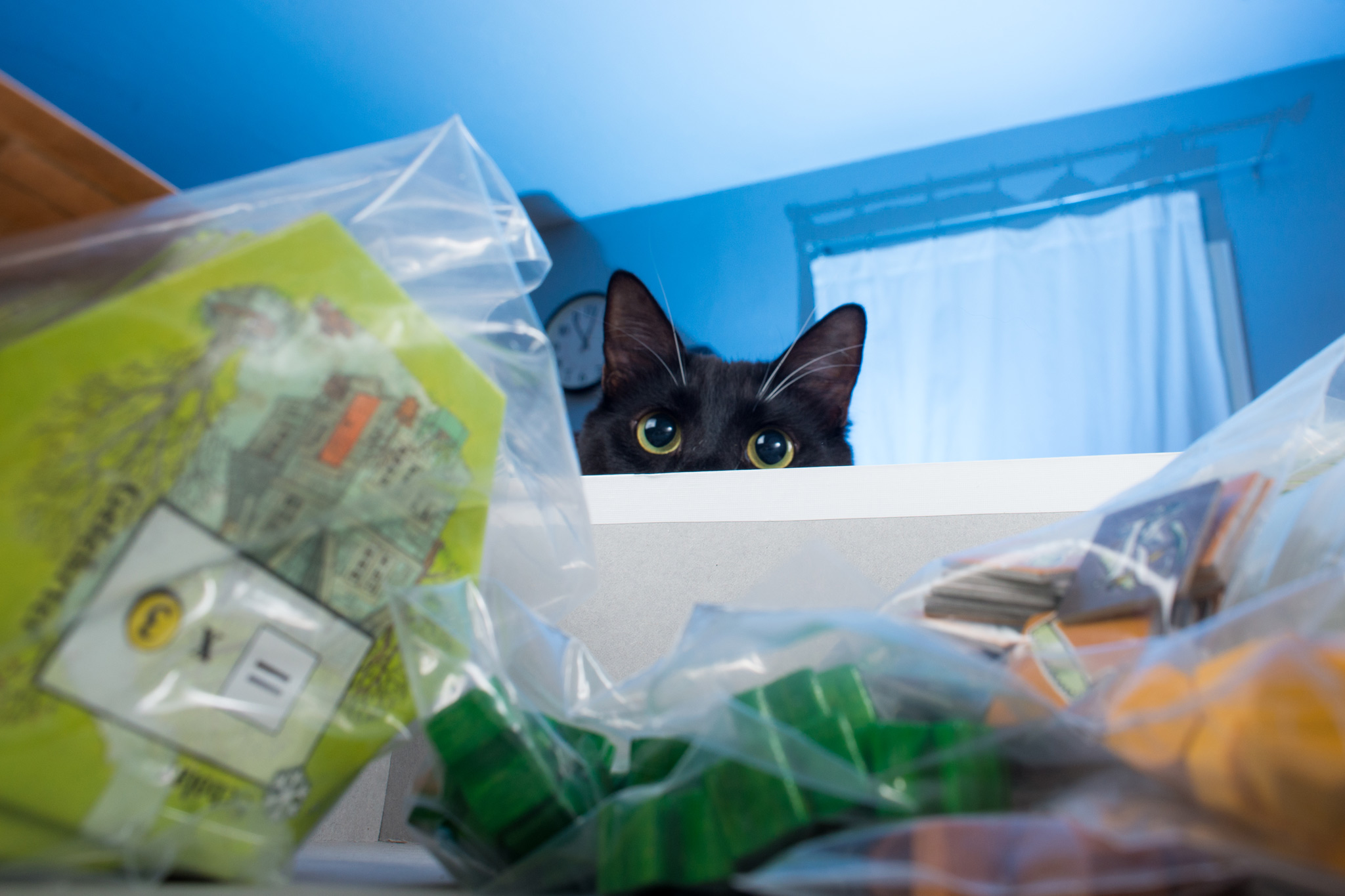 POV shot of open Keyflower box and a furry friend looking in.